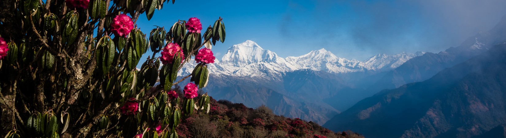 Ghorepani Poon Hill