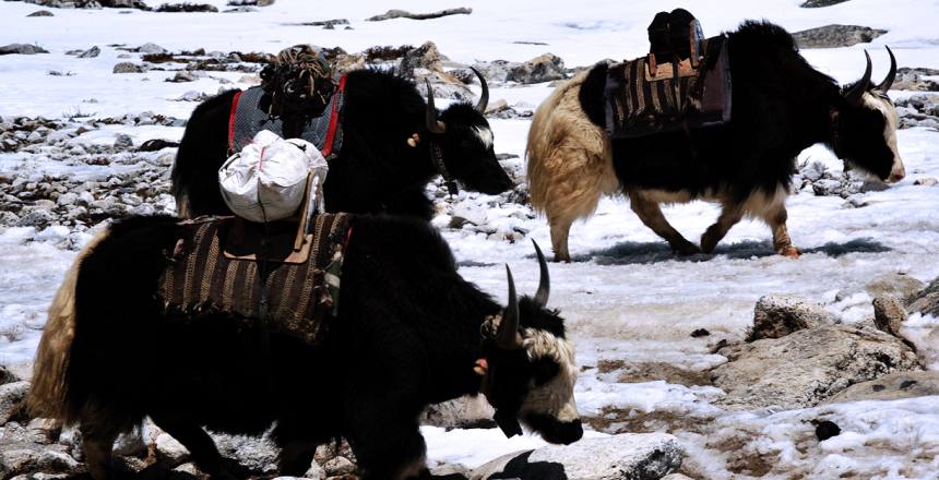 Yaks at Khumbu