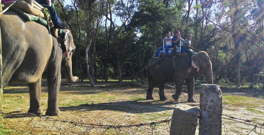 Elephant Safari  in Chitwan Nation Park