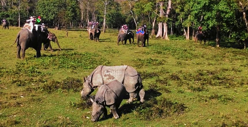 Elephant Safari in Chitwan Nation Park