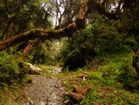 The way to Annapurna Base Camp