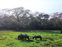 Rhinoceros in Chitwan nation park