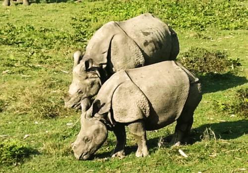 Two Rhino at Chitwan nation park